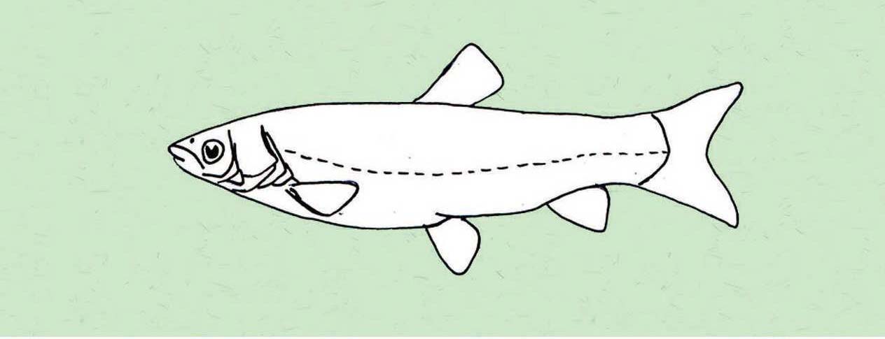第四章 西溪湿地鱼类外形图